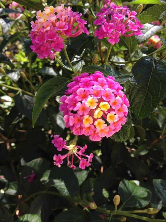 בניולס-סור-מר Villa Bougainvilliers מראה חיצוני תמונה